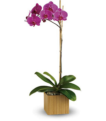 Imperial Purple Orchid from Martinsville Florist, flower shop in Martinsville, NJ